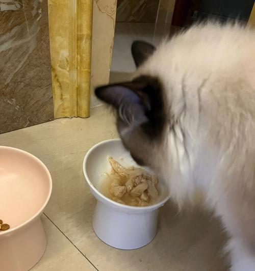 猫咪为何不爱吃饭（揭秘猫咪饮食习惯与肚子扁的关系）