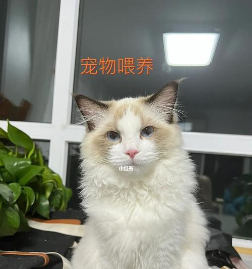 救救我的猫！不吃不喝该怎么办（药物喂食是出路）