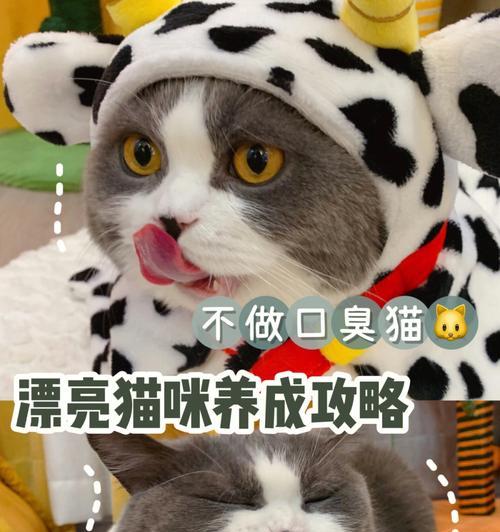 猫咪不吃肠胃宝就吐（揭秘肠胃宝在猫咪身体中的作用与必要性）