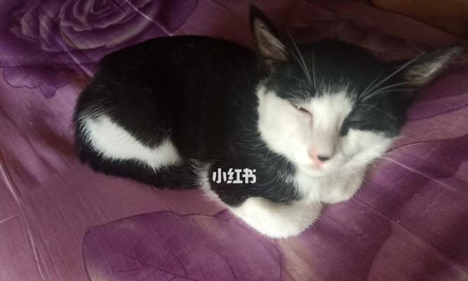 为什么猫咪不吃东西会躲床底（揭秘猫咪不食物的真正原因）