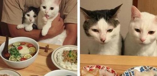 猫咪为什么不吃东西还攻击人（探究宠物猫的食欲失调和攻击行为）