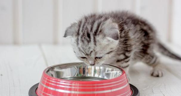 猫咪不吃东西怎么办（宠物医生带你解决猫咪进食问题）