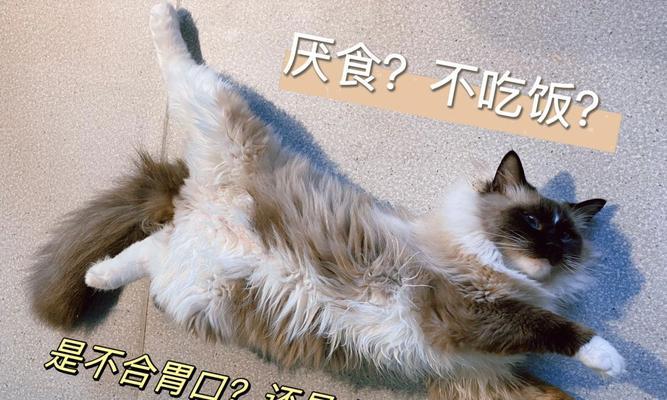 猫咪不吃饭舔屁股，原因大揭秘（揭露猫咪饮食偏好和自我清洁行为背后的科学原理）