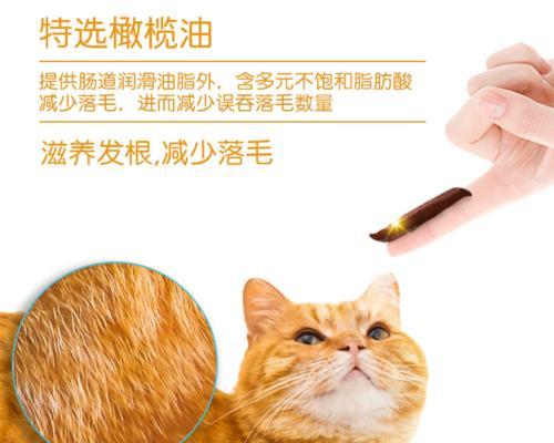 宠物主人必备，让你的猫咪健康成长（宠物主人必备）