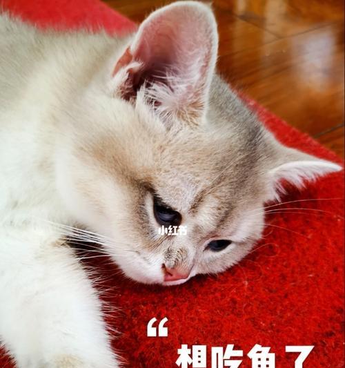 猫咪不爱吃鱼（帮助猫咪克服不爱吃鱼的问题）