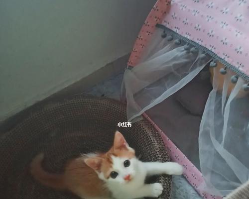 猫咪为什么不敢出家门（探究猫咪内心世界的情感障碍）