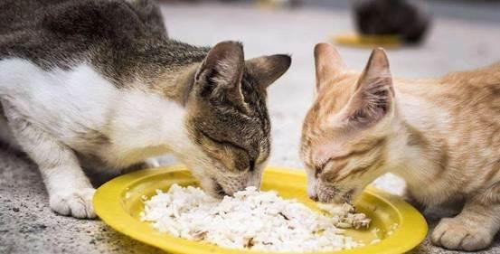 猫咪不能吃的食物清单（注意宠物饮食安全）