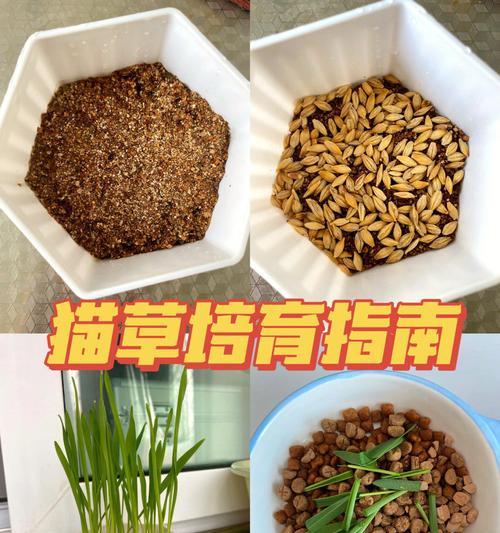 为什么你的猫咪不一定需要吃猫草（解密猫草对猫咪的作用与风险）