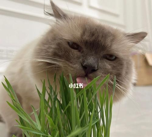 为什么你的猫咪不一定需要吃猫草（解密猫草对猫咪的作用与风险）