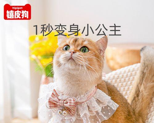 怎样让不喜欢抱猫的猫咪接受拥抱？