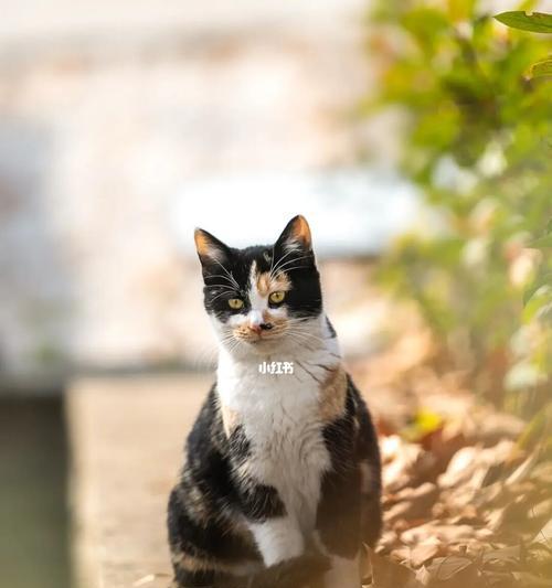 猫咪参加比赛的饮食指南（如何为猫咪准备比赛食物）