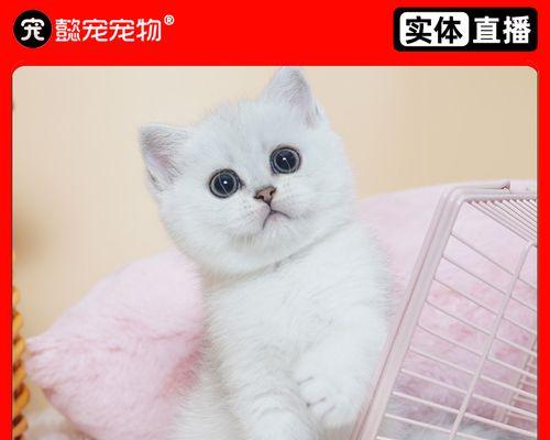 猫咪参加比赛的饮食指南（如何为猫咪准备比赛食物）