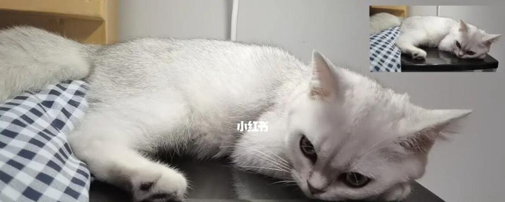 猫咪侧躺睡觉舒适度分析（揭开猫咪侧躺睡姿的真相）