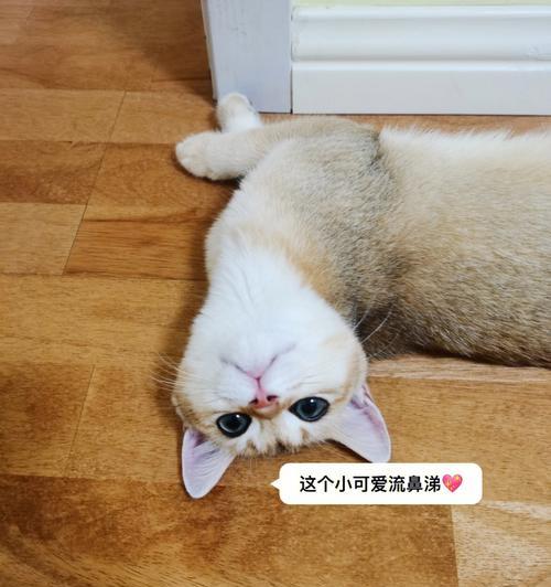 猫咪蹭手流鼻涕，你需要了解这些！