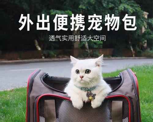 准备好这些，让你的猫咪安全产仔（猫咪产仔前必备物品及注意事项）