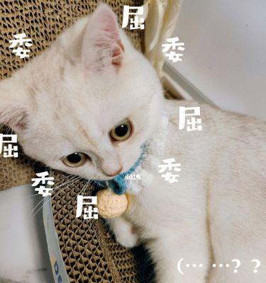 如何让宠物猫不发胖（科学喂养）