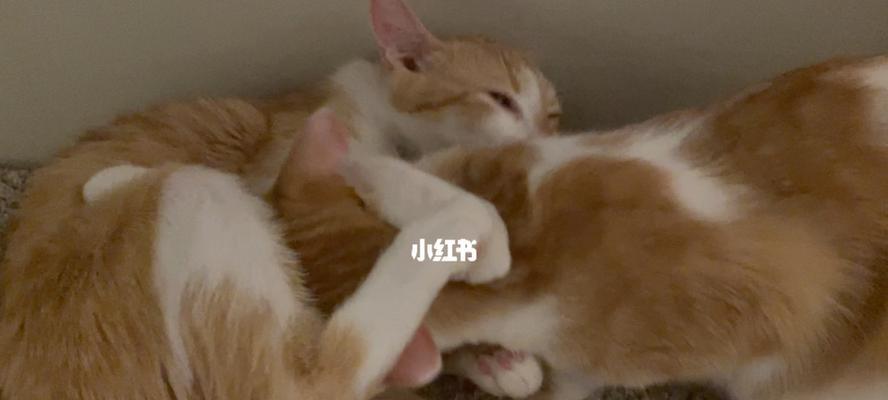 猫咪长大了还会亲妈妈吗（探究宠物猫长大后亲妈妈的行为习惯）