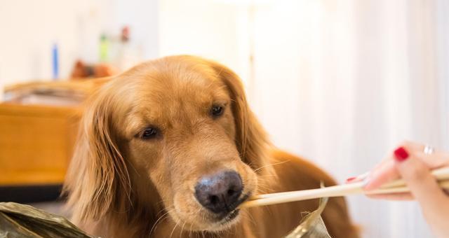 能否让普通狗吃狗粮（一文解答宠物犬的饮食问题）