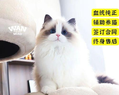 七八个月的布偶猫宠物之旅（探寻布偶猫成长足迹）