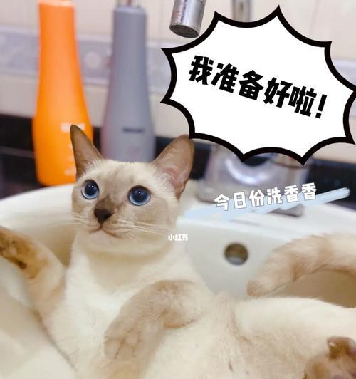 宠物猫几天可以洗澡（猫咪洗澡的注意事项和频率）