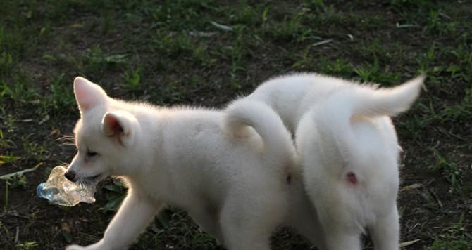 秋田犬的尖嘴之谜（探究秋田犬尖嘴的来源和意义）