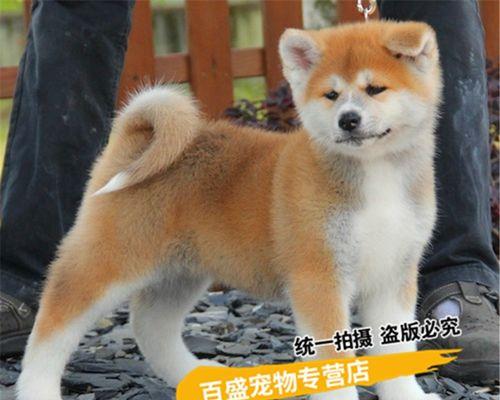 秋田犬——日本国宝级别的宠物（了解秋田犬——一个深入探究日本文化的机会）