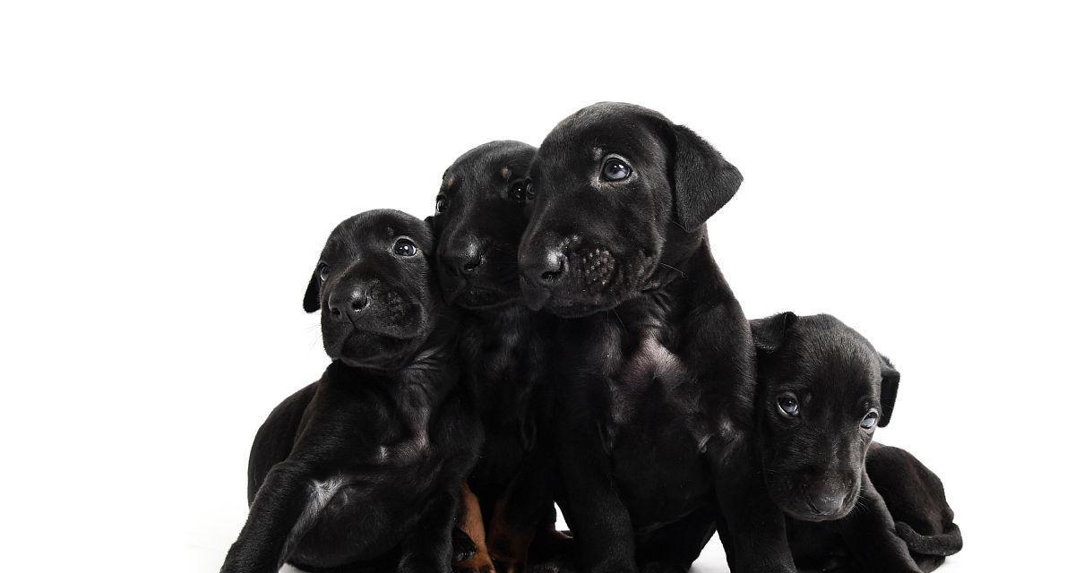 全黑短毛犬——神秘而优雅的宠物选择（了解全黑短毛犬的特征和饲养技巧）