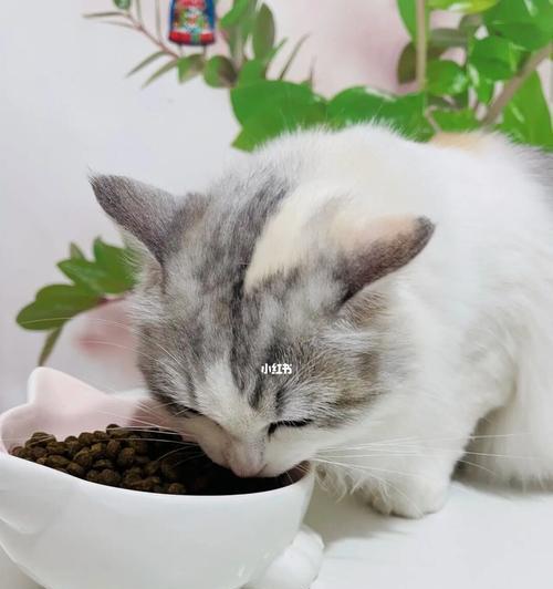 全猫粮小猫可否食用（了解全猫粮的营养成分及小猫的食用需要）