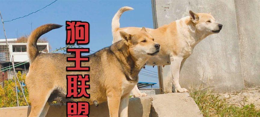 《犬王》中的狗狗惨死（影片中狗狗离世的场面和背后原因）