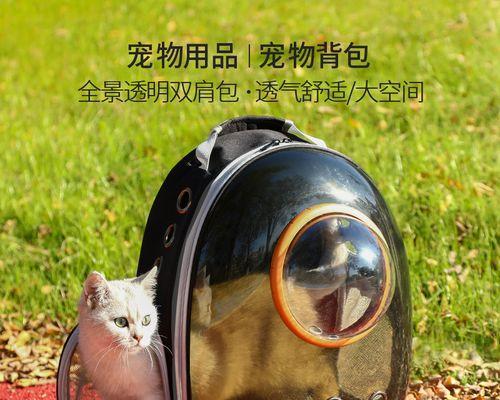 外出遛猫心得分享（如何安全地带宠物外出）