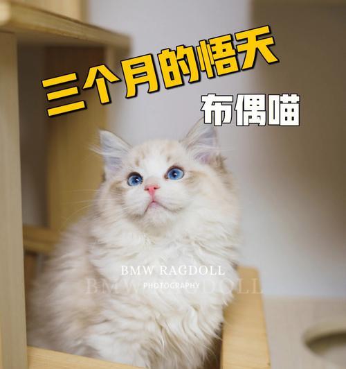 三个月布偶猫食量减少的原因和应对方法（宠物家长必看！如何解决布偶猫突然不爱吃饭的问题）