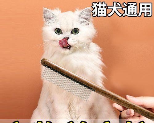 三个月大猫咪浮毛多的原因及处理方法（解读猫咪浮毛多的六大原因）