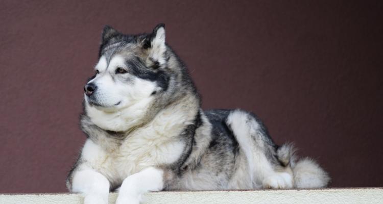 养阿拉斯加犬和萨摩耶犬，你需要知道的一切（宠物犬的选择和饲养）