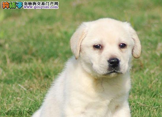 如何养护拉布拉多犬（从健康）