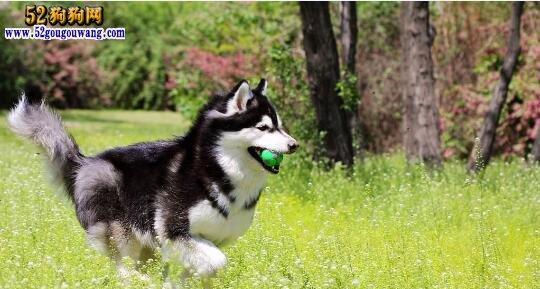 养了1年的阿拉斯加犬竟咬伤主人（宠物咬人的原因与应对方法）