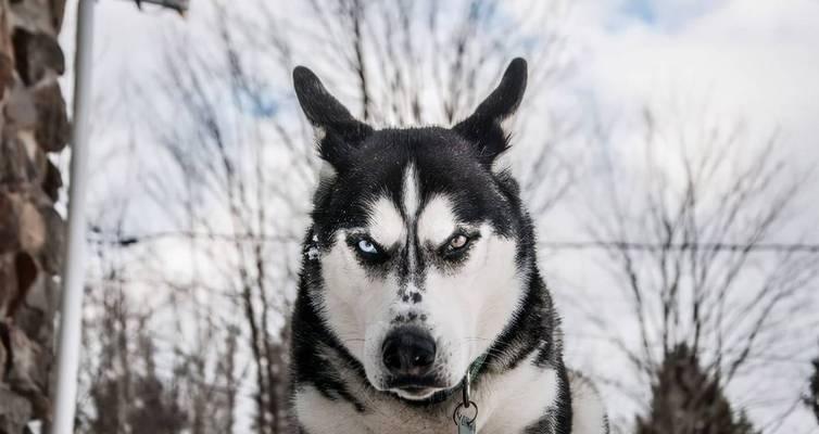 宠物猫不一样的选择——养一只像哈士奇的猫（领养迷你雪哈猫）