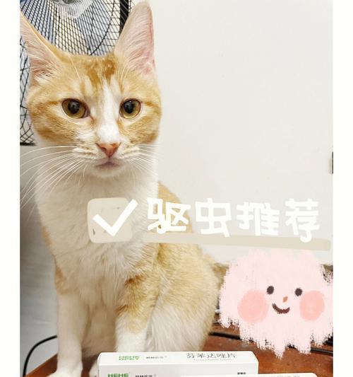 宠物猫的养护之打针必知（为什么要给猫打针）