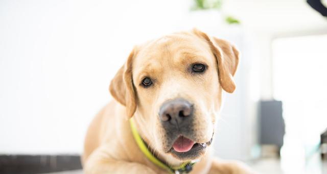 选宠物犬时，如何选择聪明的狗（以养什么狗比较聪明）