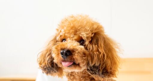 宠物泰迪能否食用蛋黄（宠物犬的蛋黄摄入量）