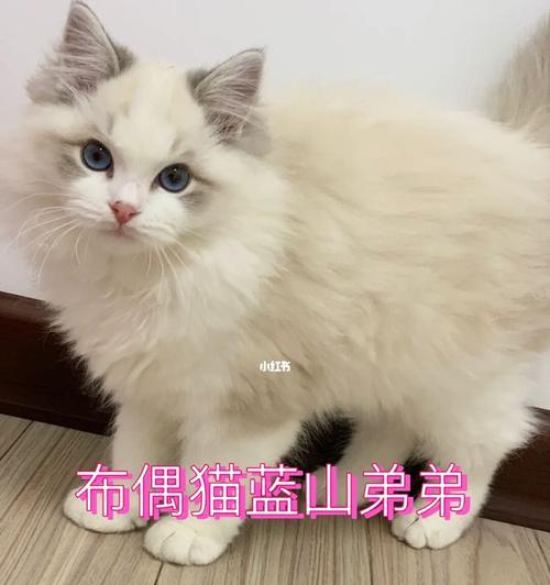 如何科学喂养一个月的布偶猫（布偶猫喂养指南——让你的猫咪健康成长）