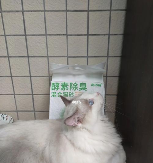 小猫第一次用猫砂全过程揭秘（宠物初体验）