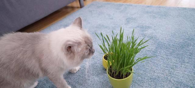 月龄为1个月的猫咪能否食用猫草（宠物健康保障）