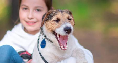 如何让宠物狗狗乐意被抱（让爱犬不再反感抱抱的方法）