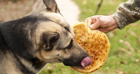 如何正确喂食狗狗滴虫（掌握喂食技巧）