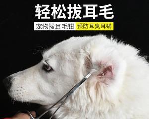 狗狗耳朵后面为何会发黄（探究宠物耳部保健方法）