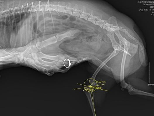 看懂狗狗腹部X光片，做好宠物健康管理（全面解析狗狗腹部X光片的意义）