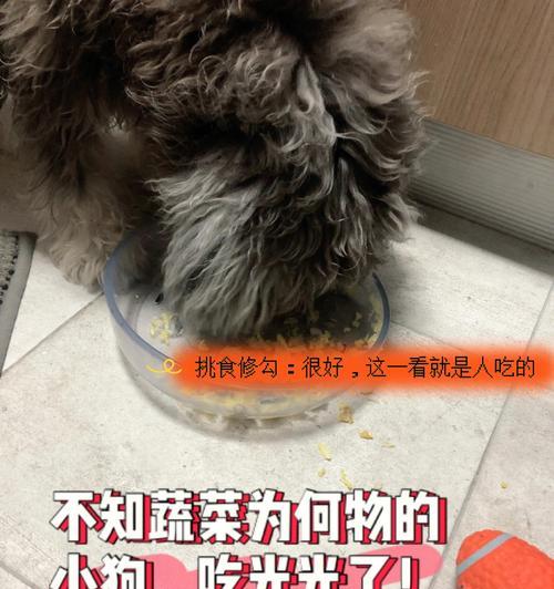 狗狗的健康饮食（探秘狗狗可以吃哪些蔬菜）