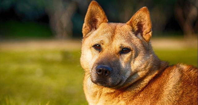 狗狗的恐惧感是真实存在的（探究宠物犬的心理及其表现方式）