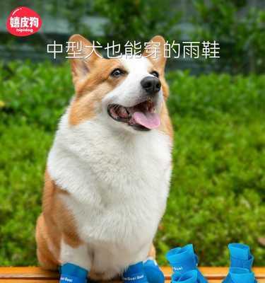 狗狗脚起茧的原因、治疗和预防方法详解（宠物犬脚起茧的危害）