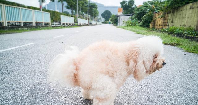 如何正确安排宠物狗狗的丧礼（细致入微）